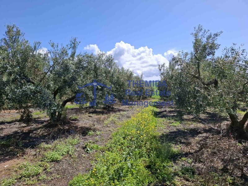 Αγροτεμάχια 12.000 τ.μ. προς πώληση, Νέα Φώκαια Κασσάνδρας