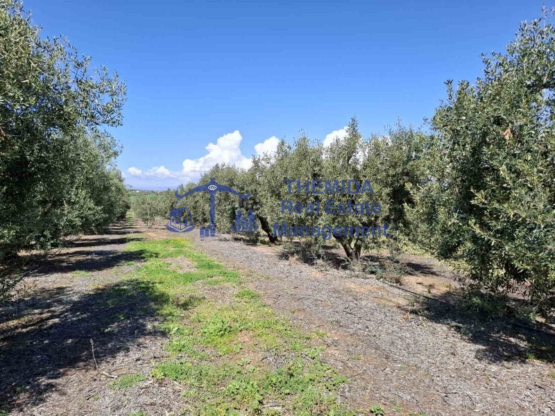 Αγροτεμάχια 12.000 τ.μ. προς πώληση, Νέα Φώκαια Κασσάνδρας