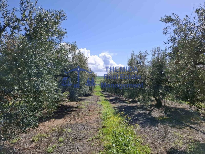 Αγροτεμάχια 12.000 τ.μ. προς πώληση, Νέα Φώκαια Κασσάνδρας
