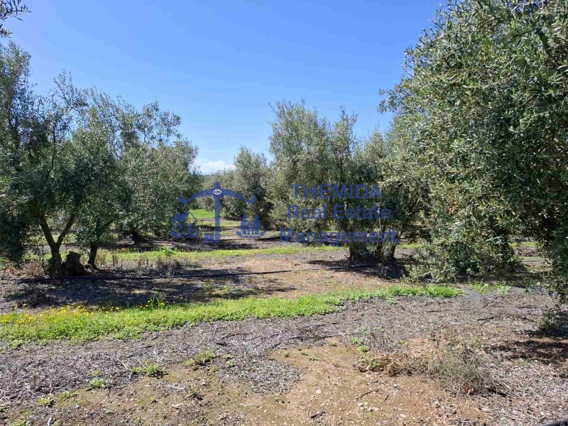 Αγροτεμάχια 12.000 τ.μ. προς πώληση, Νέα Φώκαια Κασσάνδρας