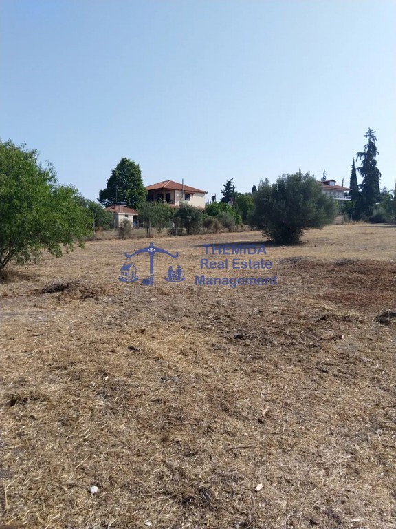 Αγροτεμάχια 4.000 τ.μ. προς πώληση, Νέα Καλλικράτεια