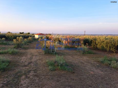 Αγροτεμάχια 6.640 τ.μ. για πώληση