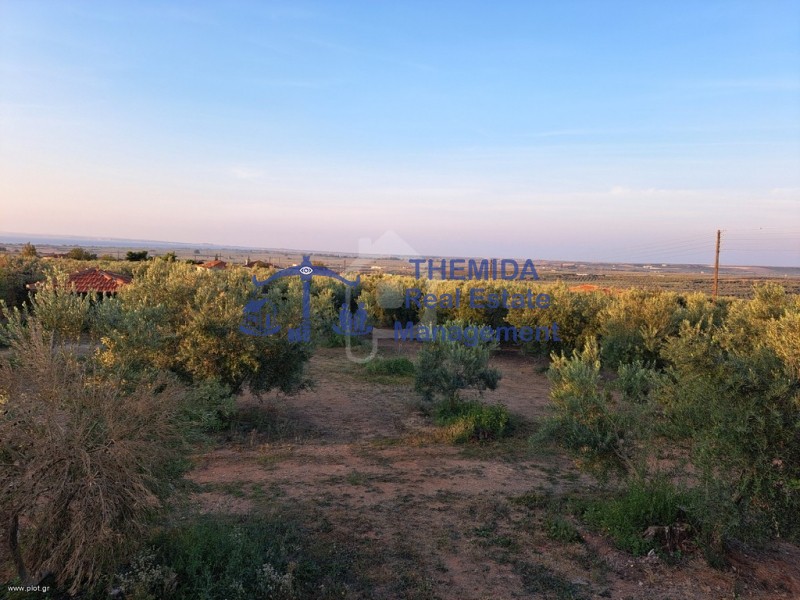 Αγροτεμάχια 6.640 τ.μ. προς πώληση, Καλύβες Πολυγύρου