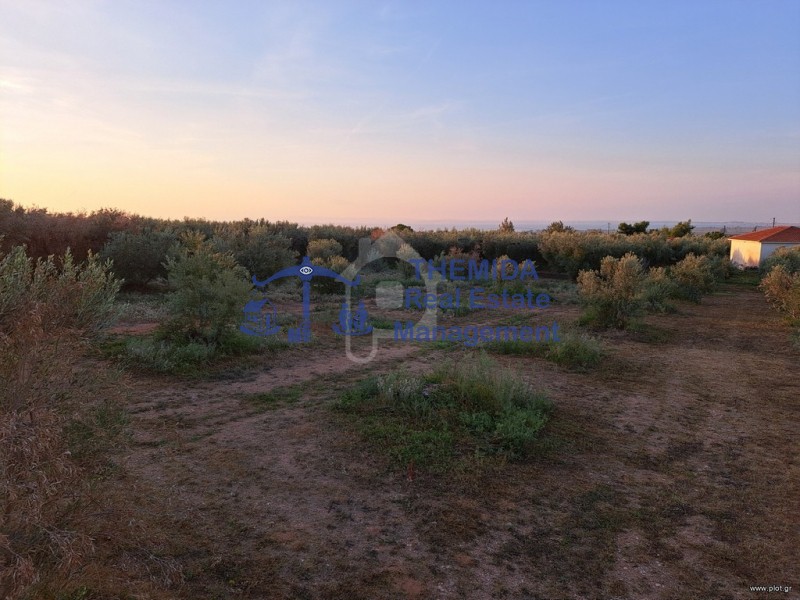Αγροτεμάχια 6.640 τ.μ. προς πώληση, Καλύβες Πολυγύρου