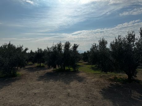 Parcel 8.000 sqm for sale