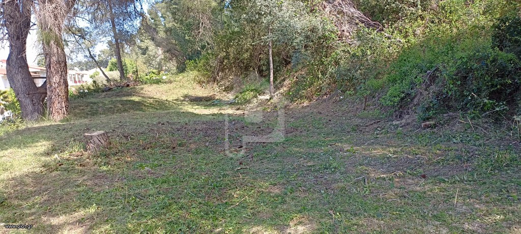 Αγροτεμάχια 230 τ.μ. πρός πώληση, Χαλκιδική, Κασσάνδρα