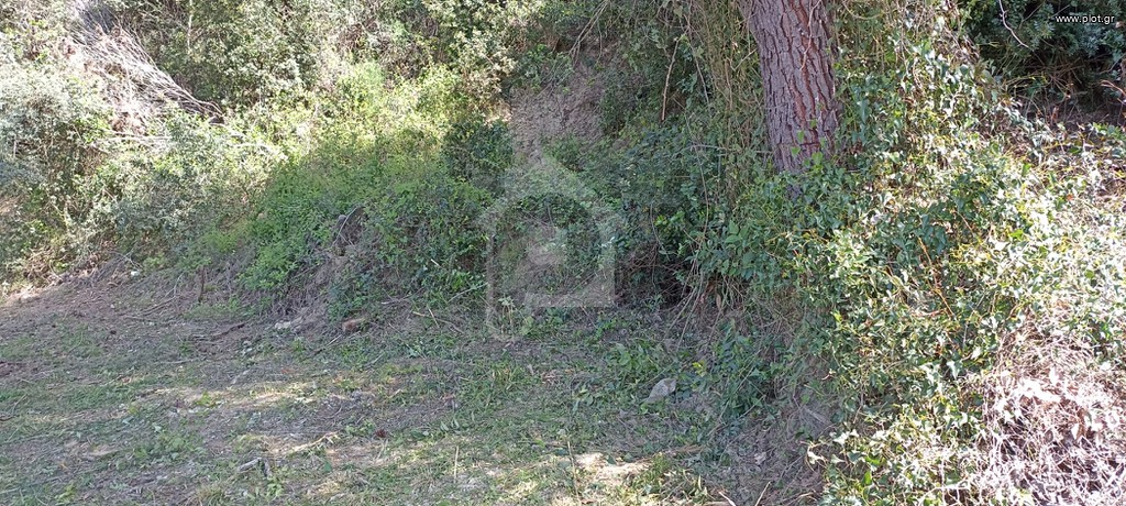 Αγροτεμάχια 230 τ.μ. πρός πώληση, Χαλκιδική, Κασσάνδρα