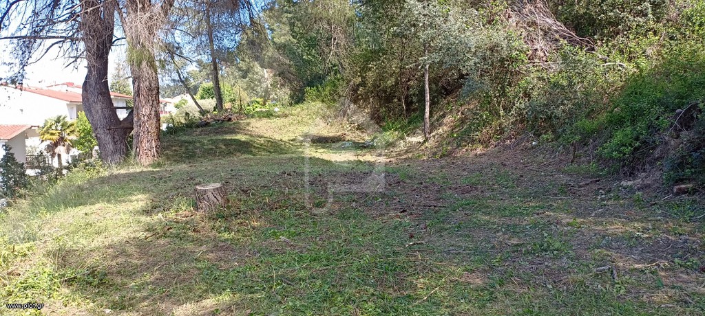 Αγροτεμάχια 230 τ.μ. πρός πώληση, Χαλκιδική, Κασσάνδρα