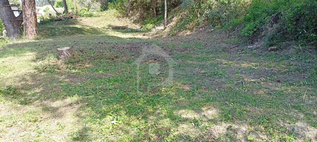 Αγροτεμάχια 230 τ.μ. πρός πώληση, Χαλκιδική, Κασσάνδρα