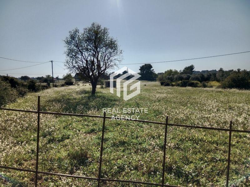 Αγροτεμάχια 9.900 τ.μ. προς πώληση, Ροζαίικα Κρανιδίου