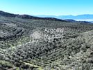 Parcel 9.500sqm for sale-Asklipieio » Metochi