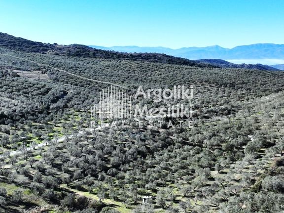 Αγροτεμάχια 9.500 τ.μ. για πώληση, Αργολίδα, Ασκληπιείο