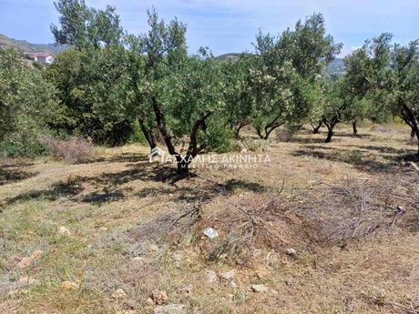Αγροτεμάχια 8.000 τ.μ. για πώληση