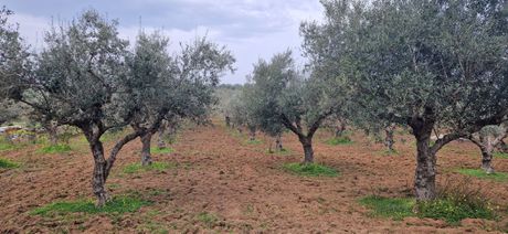 Αγροτεμάχια 8.500 τ.μ. για πώληση