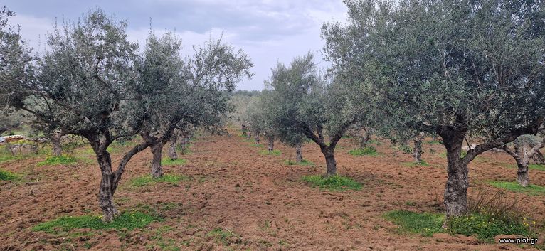 Parcel 8.500 sqm for sale, Messinia, Messini