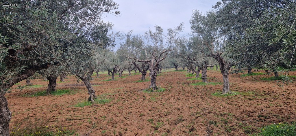 Αγροτεμάχια 8.500 τ.μ. πρός πώληση, Μεσσηνία, Μεσσήνη