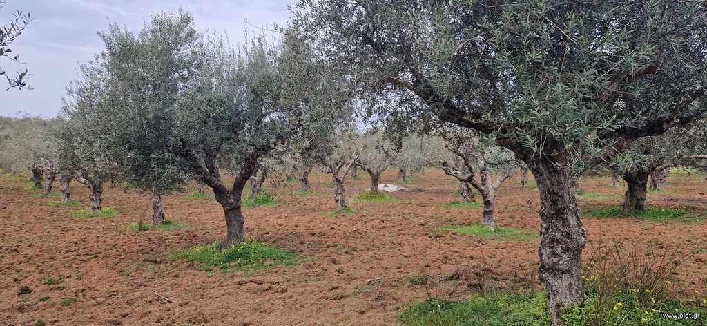 Αγροτεμάχια 8.500 τ.μ. πρός πώληση, Μεσσηνία, Μεσσήνη