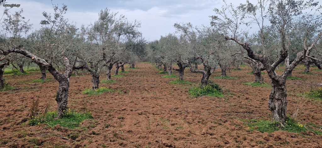 Αγροτεμάχια 8.500 τ.μ. πρός πώληση, Μεσσηνία, Μεσσήνη