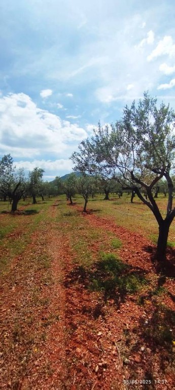 Αγροτεμάχια 15.000 τ.μ. πρός πώληση, Κορινθία, Βόχα