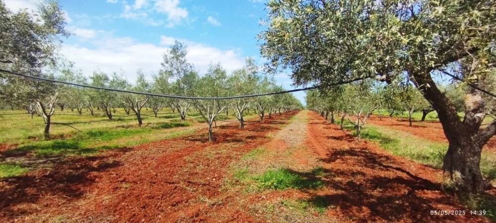Αγροτεμάχια 15.000 τ.μ. πρός πώληση, Κορινθία, Βόχα