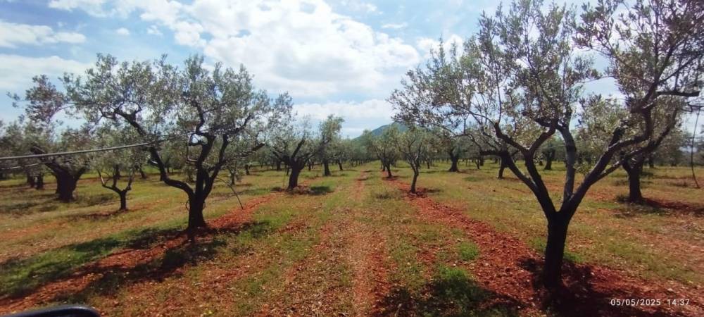 Αγροτεμάχια 15.000 τ.μ. πρός πώληση, Κορινθία, Βόχα
