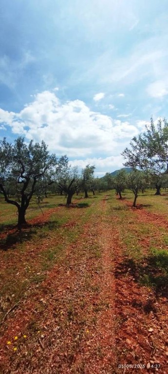 Αγροτεμάχια 15.000 τ.μ. πρός πώληση, Κορινθία, Βόχα
