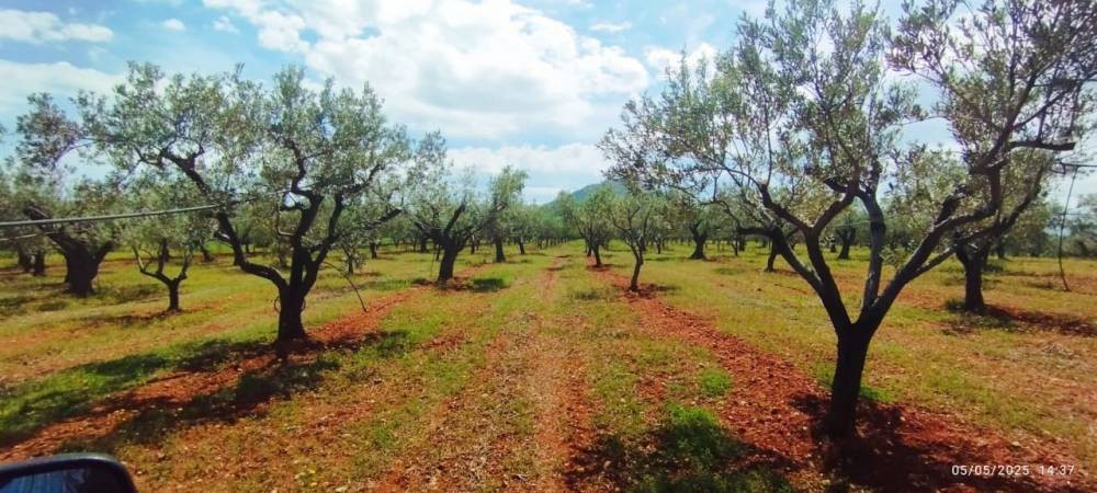 Αγροτεμάχια 15.000 τ.μ. πρός πώληση, Κορινθία, Βόχα