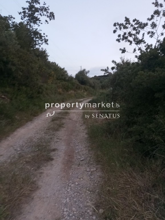 Αγροτεμάχια 5.500 τ.μ. πρός πώληση, Ν. Ρεθύμνου, Αρκάδι