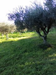 Αγροτεμάχια 5 τ.μ. προς πώληση, Μεσσηνία, Γαργαλιάνοι-thumb-2