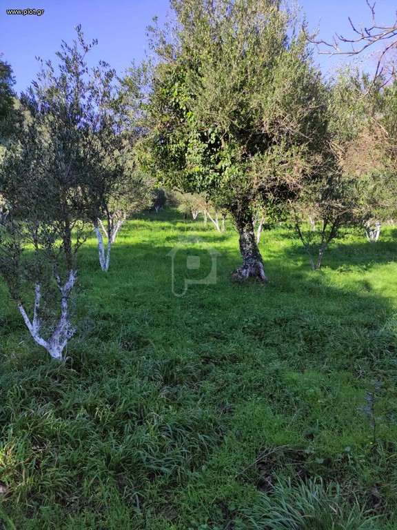 Αγροτεμάχια 5 τ.μ. πρός πώληση, Μεσσηνία, Γαργαλιάνοι