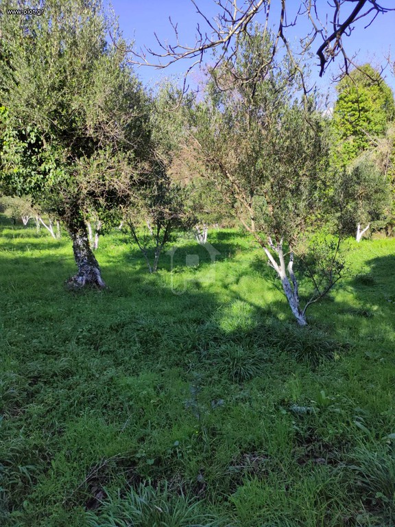 Αγροτεμάχια 5 τ.μ. πρός πώληση, Μεσσηνία, Γαργαλιάνοι