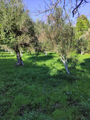 Αγροτεμάχια 5 τ.μ. προς πώληση, Μεσσηνία, Γαργαλιάνοι-thumb-4