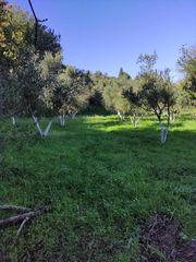 Αγροτεμάχια 5 τ.μ. προς πώληση, Μεσσηνία, Γαργαλιάνοι-thumb-5