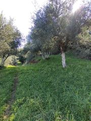 Αγροτεμάχια 5 τ.μ. προς πώληση, Μεσσηνία, Γαργαλιάνοι-thumb-13