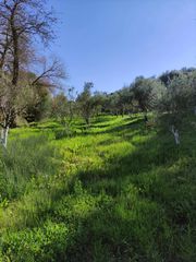 Αγροτεμάχια 5 τ.μ. προς πώληση, Μεσσηνία, Γαργαλιάνοι-thumb-15