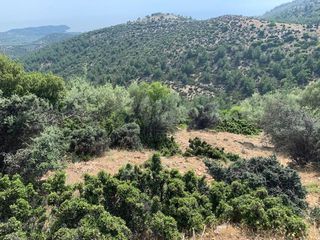 Οικόπεδο 9.800 τ.μ. για πώληση, Ν. Καβάλας, Θάσος-thumb-4