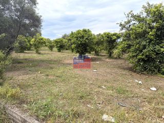 Αγροτεμάχια 2.500 τ.μ. για πώληση