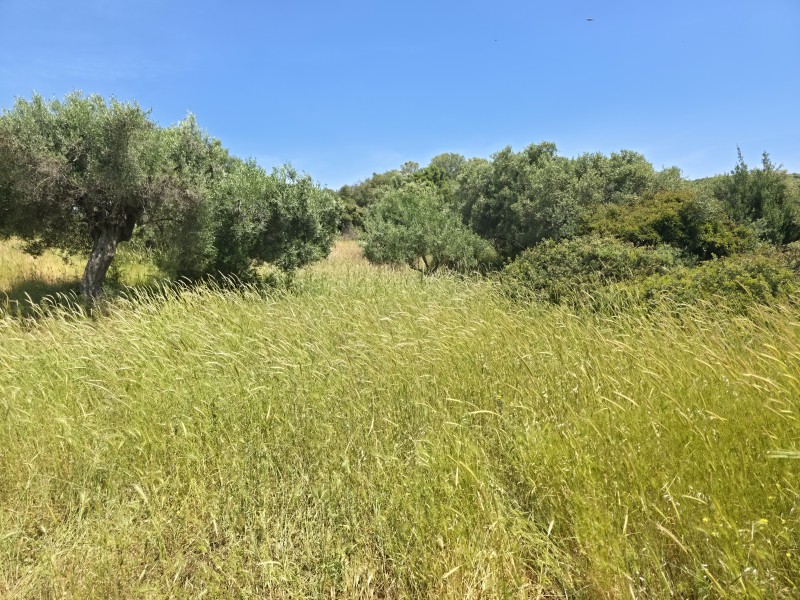 Αγροτεμάχια 3.000 τ.μ. προς πώληση, Συκιά Τορώνης