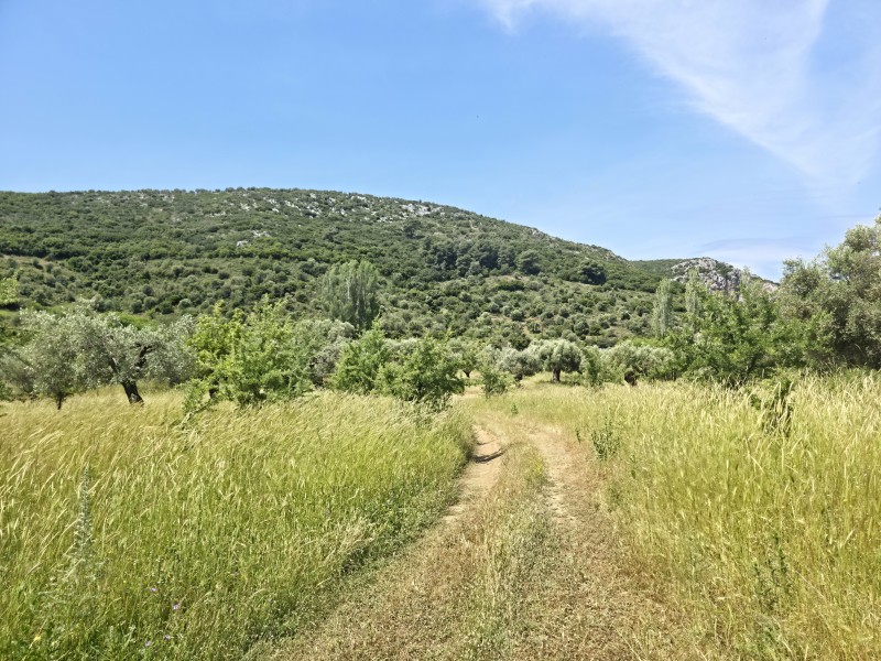 Αγροτεμάχια 3.000 τ.μ. προς πώληση, Συκιά Τορώνης