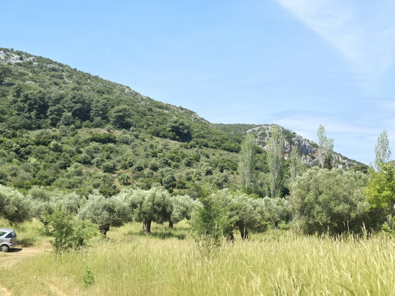 Αγροτεμάχια 3.000 τ.μ. προς πώληση, Συκιά Τορώνης
