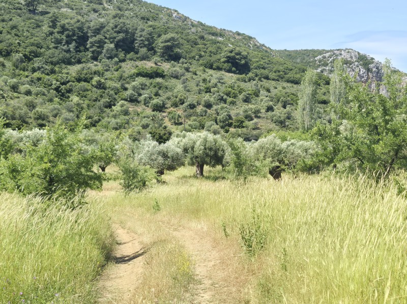 Αγροτεμάχια 3.000 τ.μ. προς πώληση, Συκιά Τορώνης