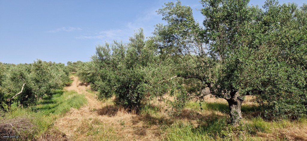 Αγροτεμάχια 16.800 τ.μ. πρός πώληση, Μεσσηνία, Πύλος