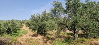 Αγροτεμάχια 16.800 τ.μ. για πώληση