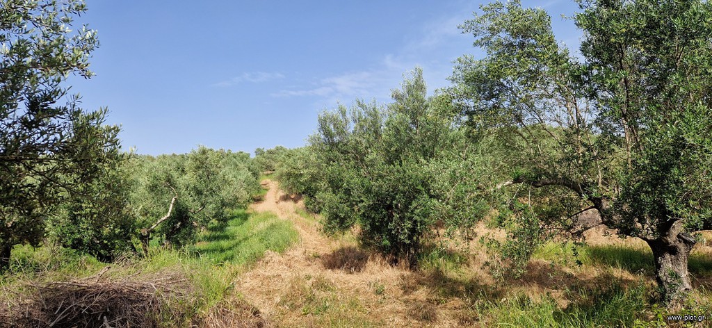 Αγροτεμάχια 16.800 τ.μ. πρός πώληση, Μεσσηνία, Πύλος