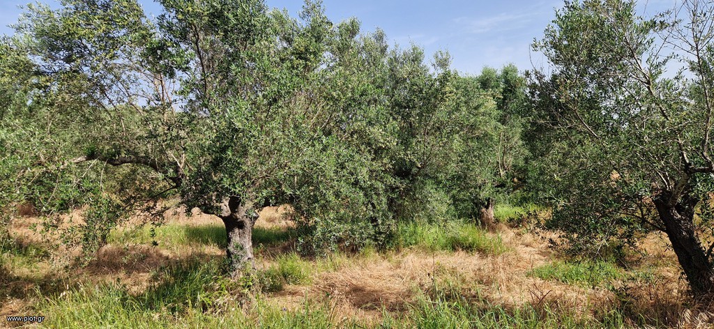 Αγροτεμάχια 16.800 τ.μ. πρός πώληση, Μεσσηνία, Πύλος