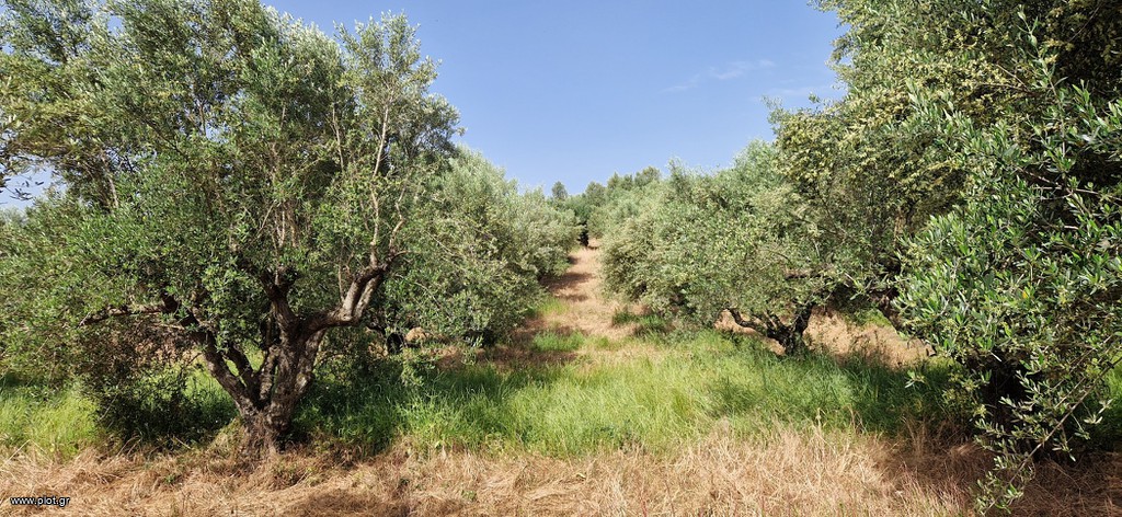 Αγροτεμάχια 16.800 τ.μ. πρός πώληση, Μεσσηνία, Πύλος