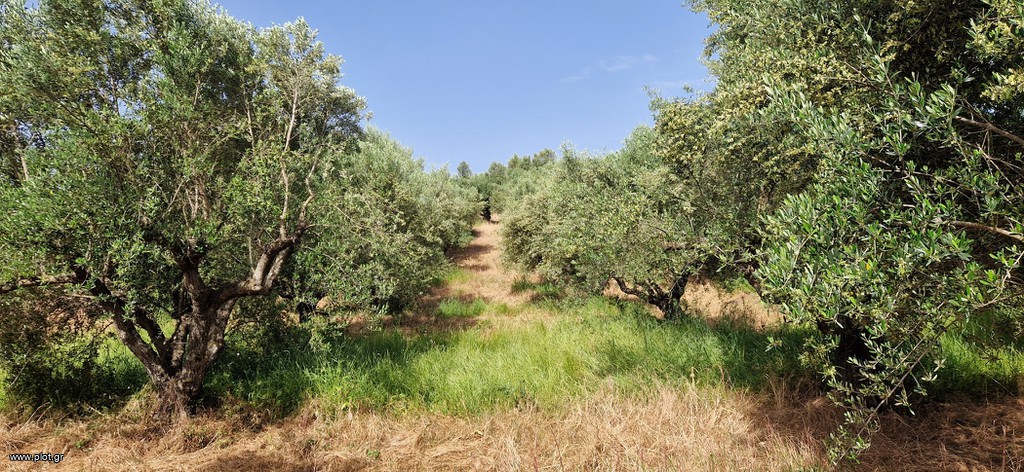 Αγροτεμάχια 16.800 τ.μ. πρός πώληση, Μεσσηνία, Πύλος