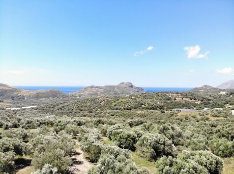 Αγροτεμάχια 6.000τ.μ. για πώληση-Φοινίκας » Μαριού