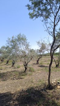 Αγροτεμάχια 9.890 τ.μ. για πώληση