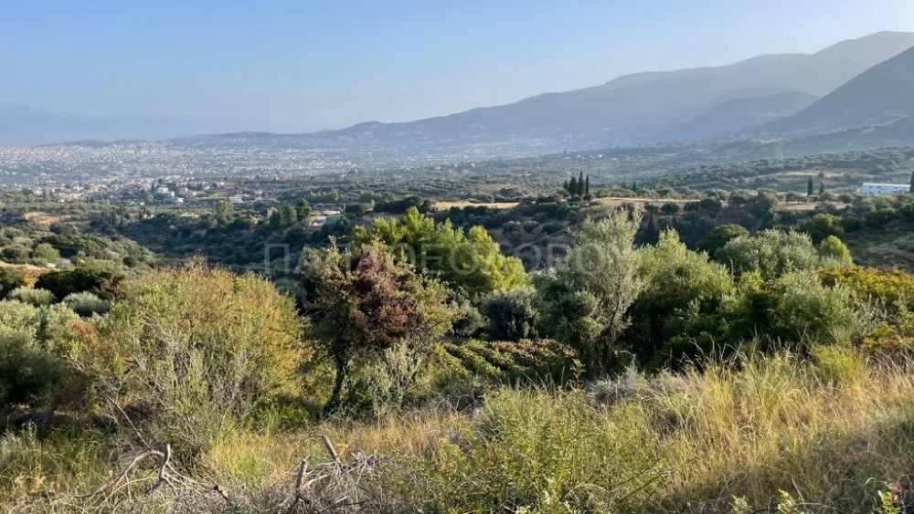Οικόπεδο 3.726 τ.μ. προς πώληση, Θέα Μεσσάτιδας